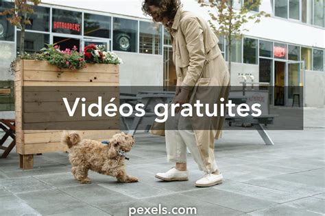 femme x chien|137 683+ Vidéos De Femme et chien Libre de Droit, Clips